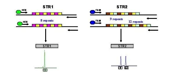 森貝伽生物：STR鑒定，為您的細(xì)胞提供身份證明